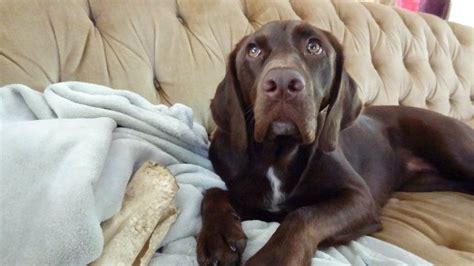 Lily; Springer spaniel chocolate lab mixes are adorable and so playful | Chocolate lab mix ...