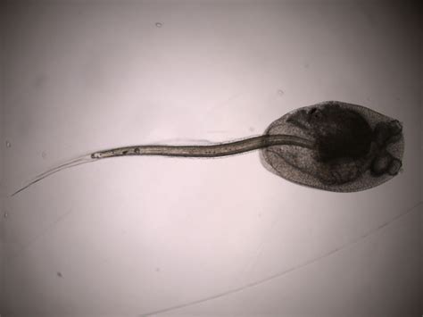 Invertebrate Embryology: Ascidian tadpole larvae: settlement and metamorphosis