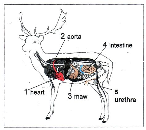 Deer Anatomy Diagram