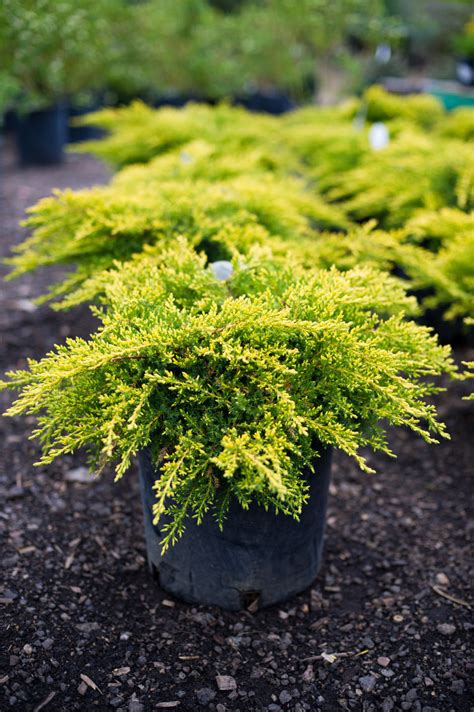 Live Gold Coast Juniper aka Juniperus chin. 'Old Gold' Plant Fit 1 ...