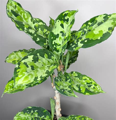 Aglaonema pictum tricolor: Care & Culture of the Camouflage Plant