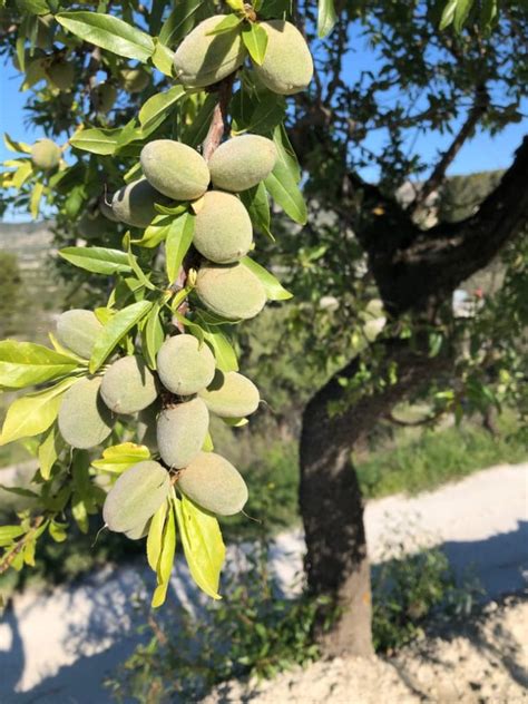 Almond Trees Can Be Tricky To Grow - Here Are Some Important Guidelines | Horticulture Magazine