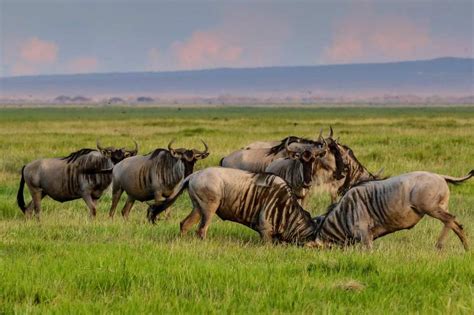 Park entrance fees for Serengeti national park 2021 | Tanzania Wildlife