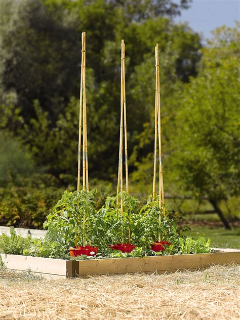 Tomato Support: Watering Halo with 7' Bamboo Poles | Gardener's Supply ...