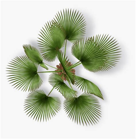 Palm Tree Plan Png, Transparent Png , Transparent Png Image - PNGitem