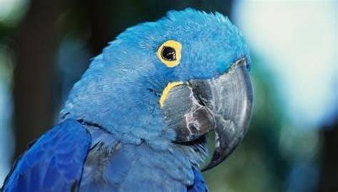 What Kind of Birds Live in the Jungle? | Garden Guides