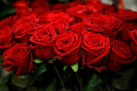 The price of love: Valentine's Day roses harm environment | Daily Sabah