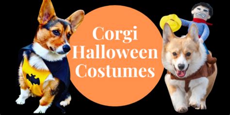 Best Corgi Halloween Costumes That Are So Funny!