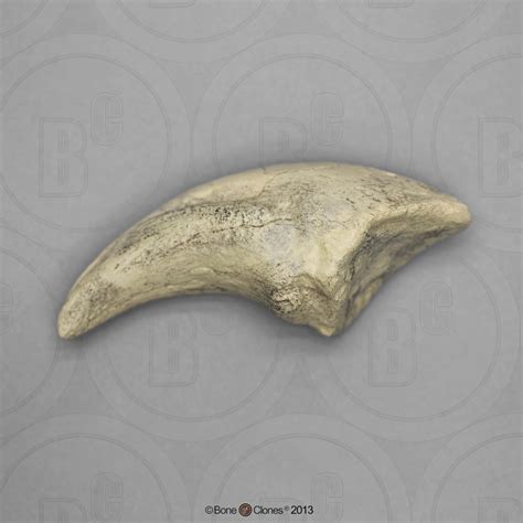 Tarbosaurus bataar Fossil Claw - Bone Clones, Inc. - Osteological Reproductions