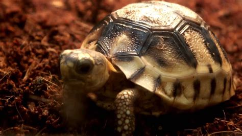 Cute! Baby Angonoka tortoise(old two month).かわいいヘサキリクガメの赤ちゃん（生後二ヶ月）。 - YouTube