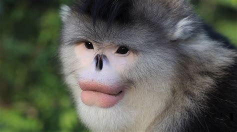 Snub-nosed monkey. : r/zoology