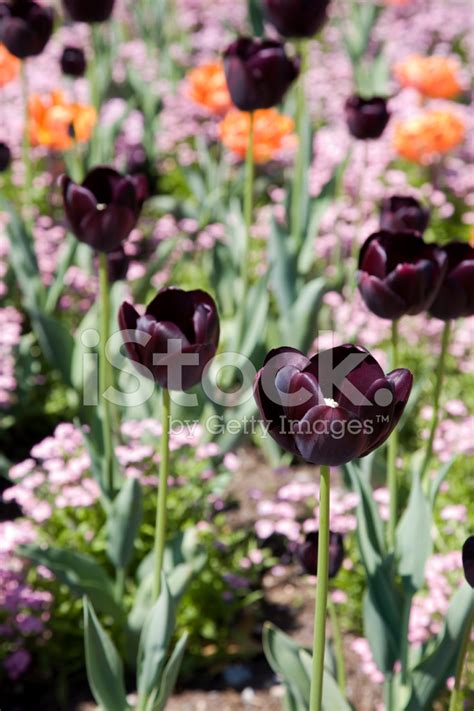 Black Tulips Stock Photo | Royalty-Free | FreeImages