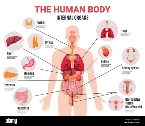 Human Body Organs