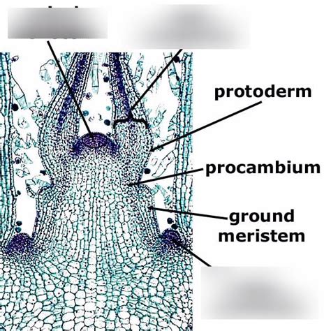 Shoot apical meristem diagram Diagram | Quizlet