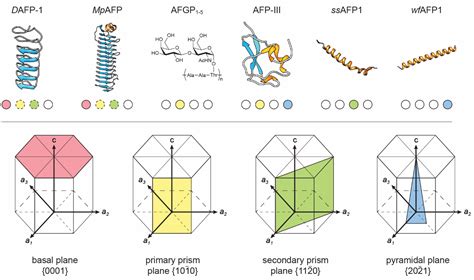 Publication - How antifreeze proteins work - Voets Research Group