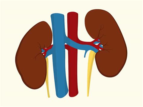 Renal Artery Stenosis: Treatment, Symptoms, and More