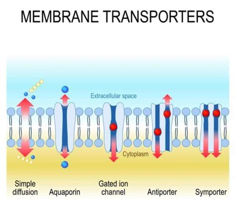 4 Types of Passive Transport (Plus Vital Facts) – Nayturr