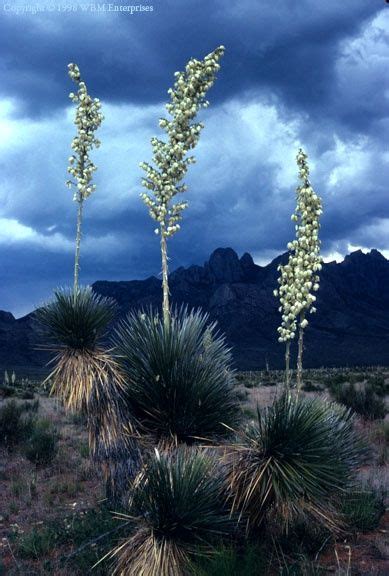 NM State Flower | Mexico, New mexico state flower, New mexico