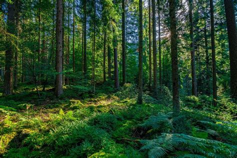 Beautiful forests of the world | loveexploring.com