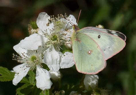 Clouded Sulphur - Alabama Butterfly Atlas