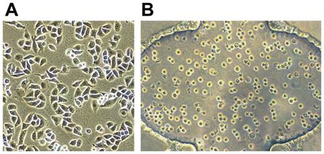 (A) A549 cells were cultured on 2D surfaces. Cells exhibited to be flat ...