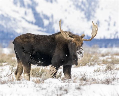 2020 CPW Report Reveals Current State of Colorado's Wildlife