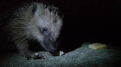 cute hedgehog eating cheese - close up - YouTube