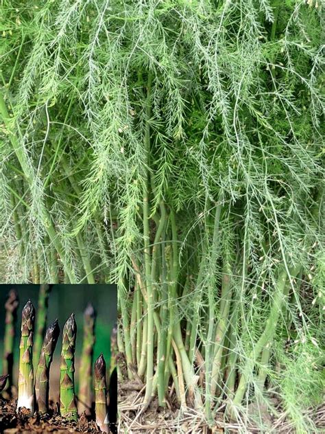 Planting and Growing Guide for Asparagus (Aspargus officianalis)