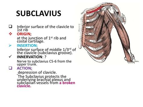 Image result for Subclavius origin insertion | Shoulder anatomy ...