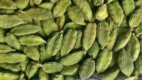 How has been the cardamom cultivation over the years? - Agriculture Post