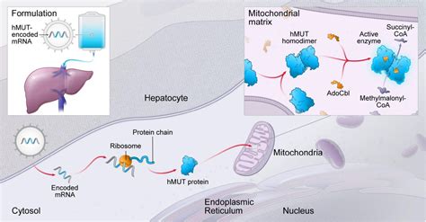 Systemic Messenger RNA Therapy as a Treatment for Methylmalonic ...