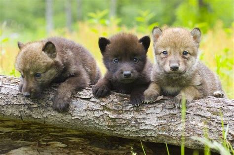 White Wolf : House passes bill legalizing the killing of bear cubs and wolf pups in wildlife refuges