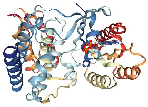 RAB1B Protein Overview | Sino Biological