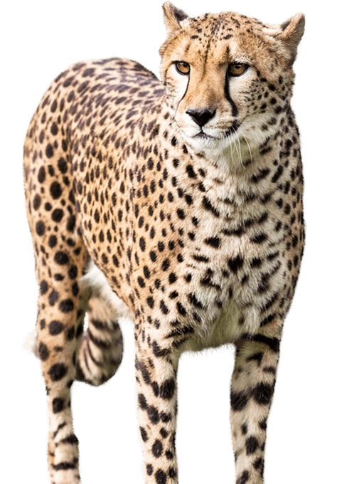 Real Cheetah Animal Transparent PNG | PNG Play