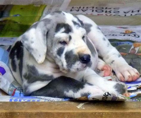 Blue Fawn Great Dane Puppies For Sale | PETSIDI