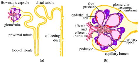 Schematic presentations of the nephron and the glomerulus. (a) Nephron ...