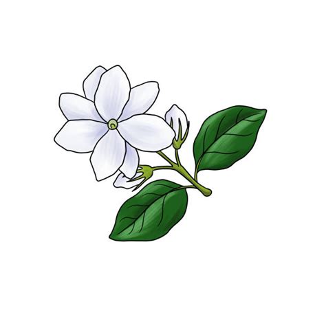 Mogra Flower Illustrations, Royalty-Free Vector Graphics & Clip Art ...