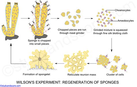 Sponges Reproduce Asexually By | Outstanding Trivia