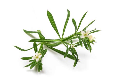 Goosegrass Identification Guide (Look for these 5 things!) – Care for ...