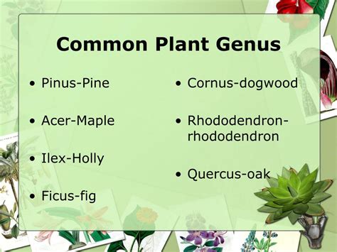 PPT - Scientific Classification of Plants PowerPoint Presentation, free ...