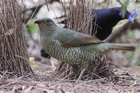 Satin Bowerbird female | Zoology, Division of Birds