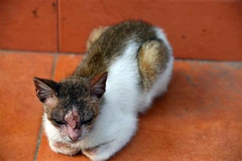 Cat Atopic Dermatitis: Our Vet Explains How to Help Your Cat