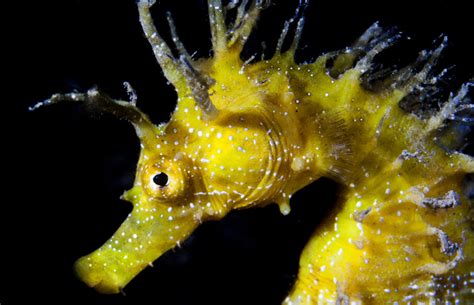 Seahorses Have Hotels! Plus 9 Other Amazing Seahorse Facts | HowStuffWorks