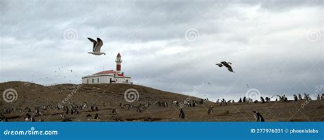 Penguin Colony on Isla Magdalena Island, Chile Stock Image - Image of penguin, lighthouse: 277976031