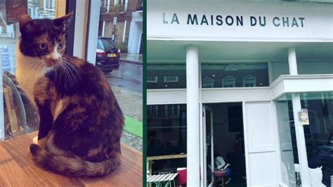 5 Best Cat Cafes in London: Purrfect for Cat Lovers