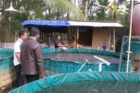 Panduan lengkap Budidaya Ikan Lele di Kolam Terpal