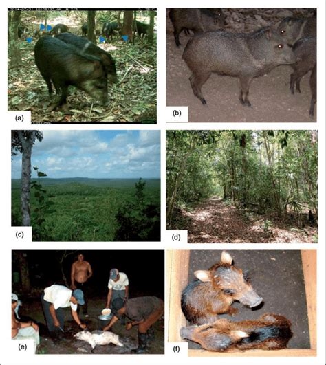 A,B: White-lipped peccaries and Collared peccaries in Calakmul... | Download Scientific Diagram