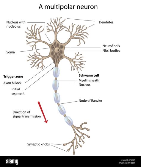 Label The Parts Of A Motor Neuron