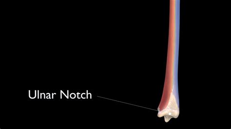 Radius 3d Anatomy | Doc Jana