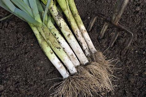 How to Harvest Leeks | Gardener’s Path